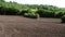 Birds flock in ploughed furrows of soil in English rural farmland