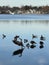 Birds flocking near the water