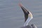 BIRDS- Florida- Close Up of a Brown Pelican in Mating Ritual