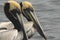 BIRDS- Florida- Close Up of a Colorful Pair of Swimming Pelicans