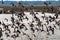 BIRDS- Florida- Close Up of a Large Flock of Willets Taking Off From a Marsh