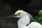 BIRDS- Florida- Close Up Portrait of a Wild Snowy Egret