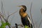 BIRDS- Florida- Close Up Profile of a Wild Anhinga Perched on a Branch