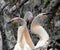 BIRDS- Florida- Close Up of Three Anhinga Chicks in a Nest