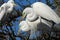 BIRDS- Florida- Close Up of Three Great White Egrets in Treetop Courtship