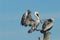 BIRDS- Florida- Close Up of Two Brown Pelicans in Battle