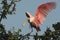 BIRDS- Florida- Close Up of a Wild Deep Pink Roseate Spoonbill Landing in a Treetop