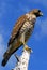 BIRDS- Florida- Extreme Close Up of a Wild Red-shouldered Hawk on a Dead Treetop