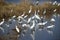 BIRDS- Florida- Overview of a Large Group of Various Reflected Wading Shorebirds