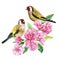 birds on flowering branch, sakura flowers, spring watercolor illustration, hand drawn