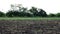 Birds fly over a freshly plowed field