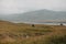 birds flying above grassy shore of fjord