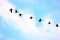 Birds flying back to Roost, Dudhwa National Park, Uttar Pradesh