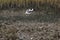 Birds flying in Charleston South Carolina over oyster bank with marsh background