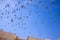 Birds Flying in the Courtyard of a temple