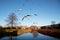 birds flying cross the river, copenhagen