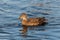 Birds flying floating lake reflection white grey seagull duck nature wildlife