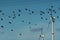 birds flying in front of wind turbines