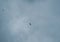 Birds flying high in clouds in the sky background, nature photography, low angle shots