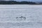 Birds flying just above the icy waters around Isla Martillo, Pat