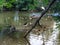 birds flying in a Louisiana swamp