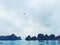 Birds flying over Halong Bay