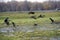 Birds flying over Montezuma National Wildlife Refuge, Seneca Falls, NY