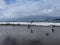 Birds flying over reflective beach with pacific ocean and blue sky in the background