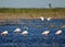 Birds Flying Over Sleeping Flamingos In A Lake In The Camargue France