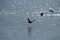 Birds flying over sunlit lake