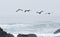 Birds Flying Over the Waves and through the Fog