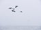 Birds flying in Pacific ocean