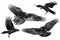 Birds flying ravens isolated on white background Corvus corax. Halloween - mix four flying birds