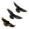 Birds flying ravens isolated on white background Corvus corax. Halloween - mix three flying birds