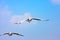 Birds flying in sky, gliding