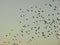 Birds flying at the sky. Nature and animal photography