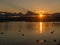 Birds flying and swimming in water at sunset. Seagull and swan swimming in summer in Lake Geneva, Switzerland. Black headed gulls