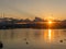 Birds flying and swimming in water at sunset. Seagull and swan swimming in summer in Lake Geneva, Switzerland. Black headed gulls