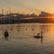 Birds flying and swimming in water at sunset. Seagull and swan swimming in summer in Lake Geneva, Switzerland. Black headed gulls