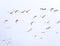 Birds flying together on the sky