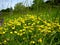 Birds-foot Trefoil