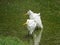 Birds of foreigen in srilanka