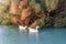 The birds in fountain of Arethusa on the island of Ortygia in Syracuse