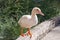 The birds in fountain of Arethusa on the island of Ortygia in Syracuse