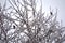 Birds on a frozen birch during an ice storm in Quebec