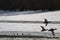 Birds on the frozen river