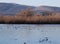 Birds Gathered at Lower Klamath National Wildlife Refuge