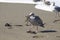 Birds Goat Rock Beach, California