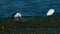 Birds - Great Black-Backed Gull has hunted and eats flounder fish