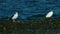 Birds - Great Black-Backed Gull has hunted and eats flounder fish